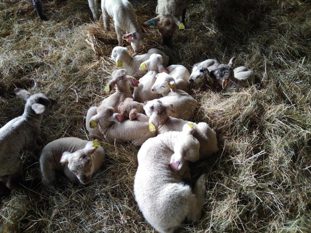 Bergerie Restauree Avec Cheminee, Jardin Clos, Animaux Acceptes - Fr-1-489-13 Sauvagny Buitenkant foto